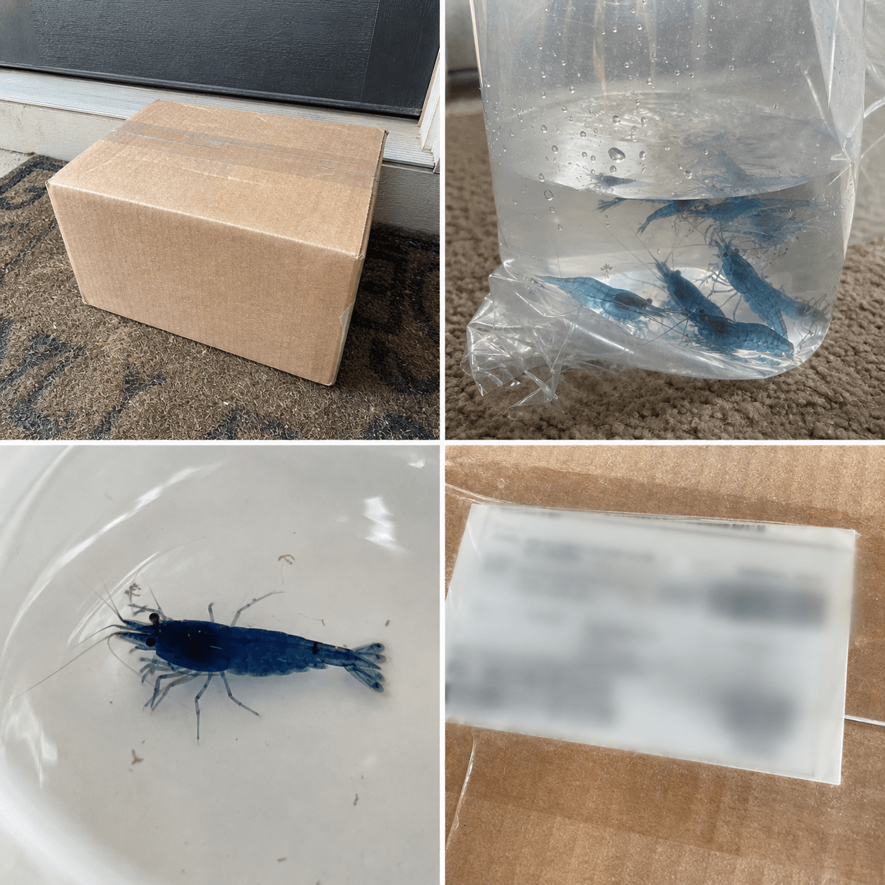 Shipment box and Blue Velvet Shrimp arrival evidence
